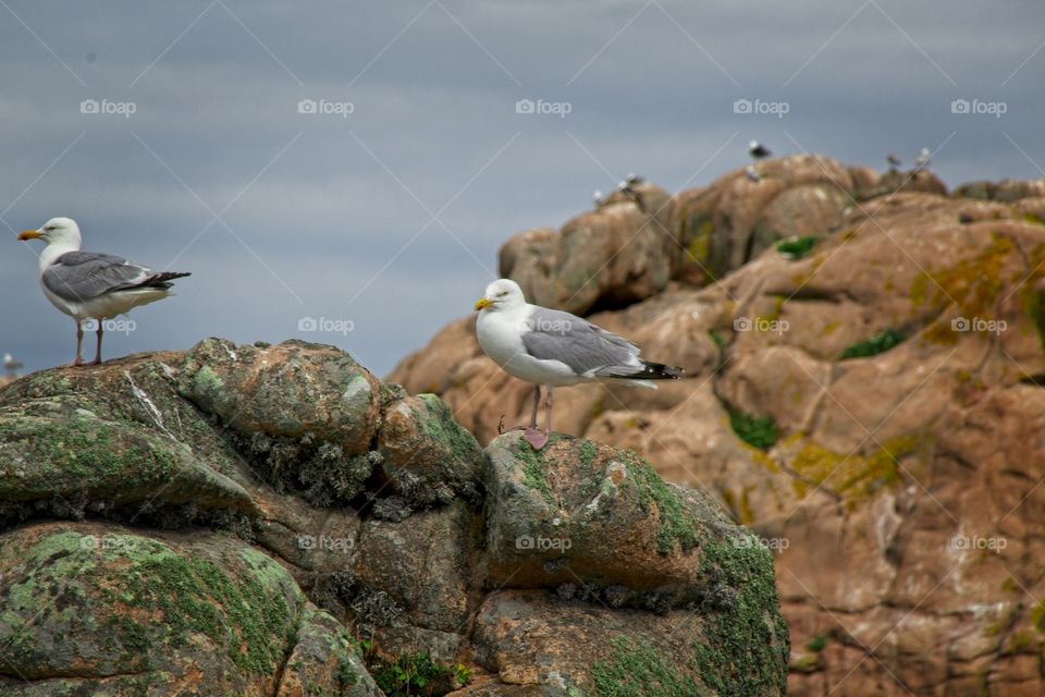 seagull on the rocks