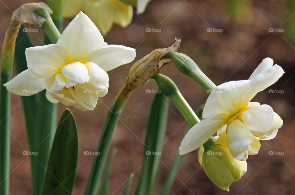  White Narcissi