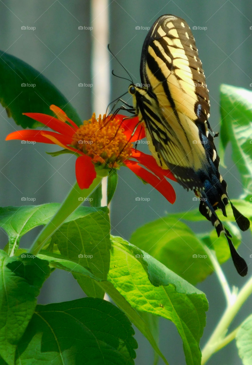 Butterfly on flower