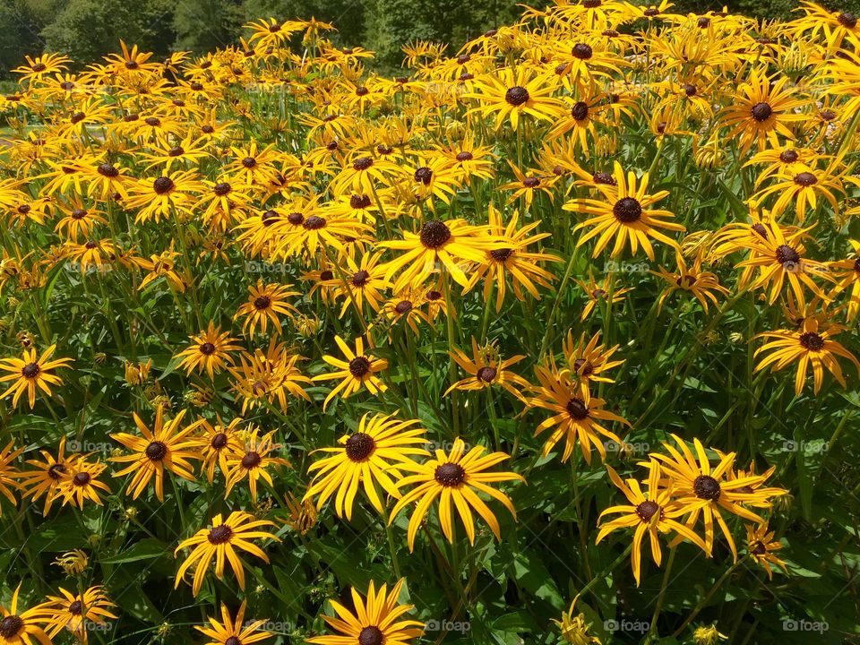 Yellow Beauties
