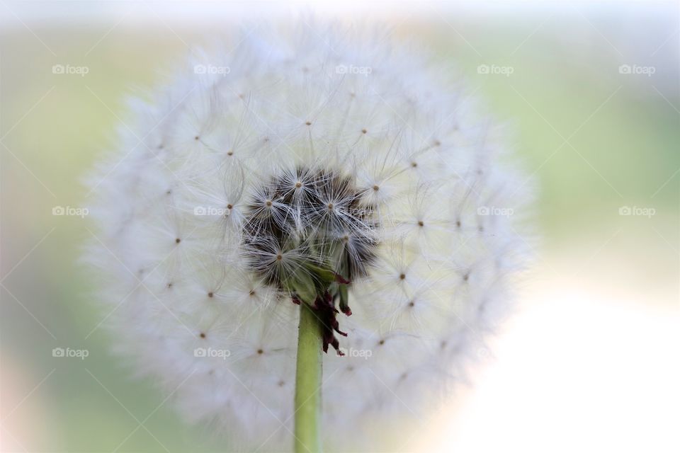 dried dandelions