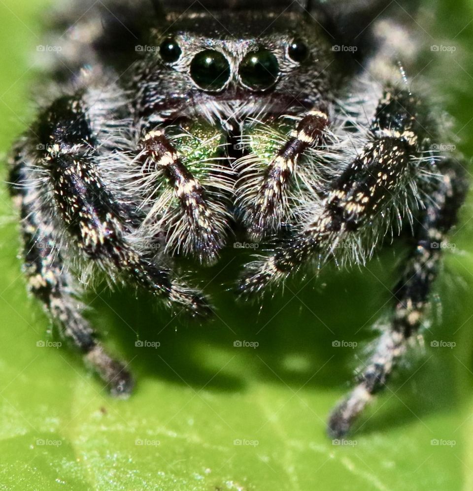 Jumping spider closeup 