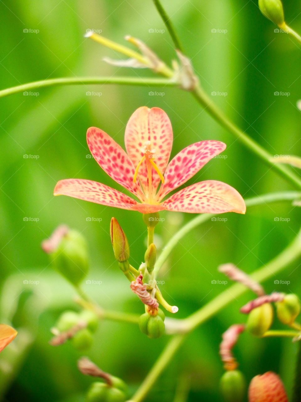 Exptic yellow and red spotted bloom