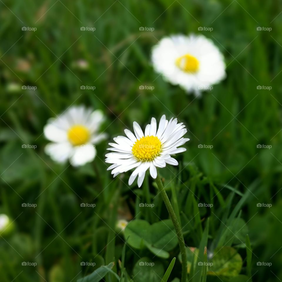 Happy Daisy . Saw these happy daisies while walking in the woods 