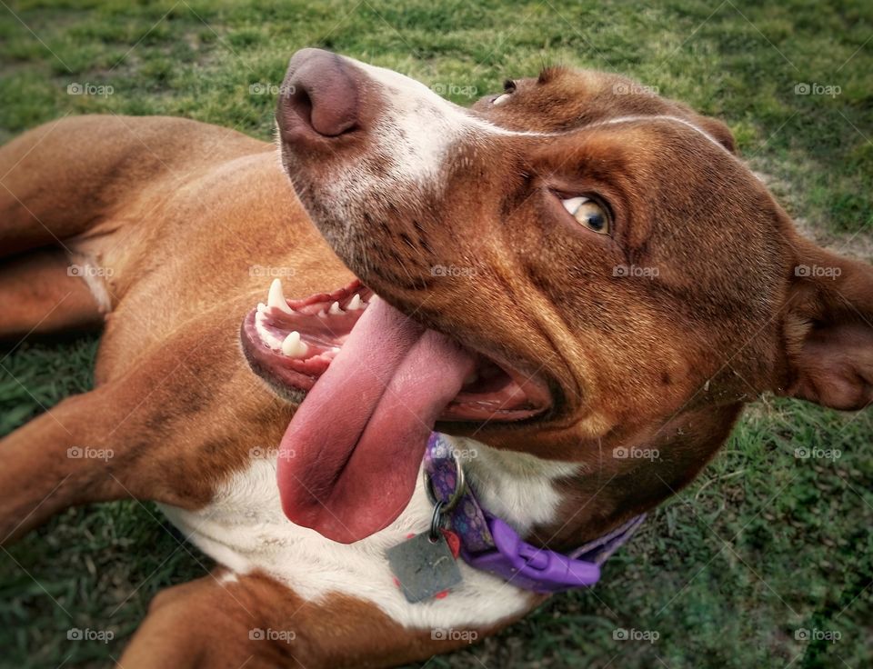 A dog looking into the camera with a smile on her face and her tongue hanging out, happy