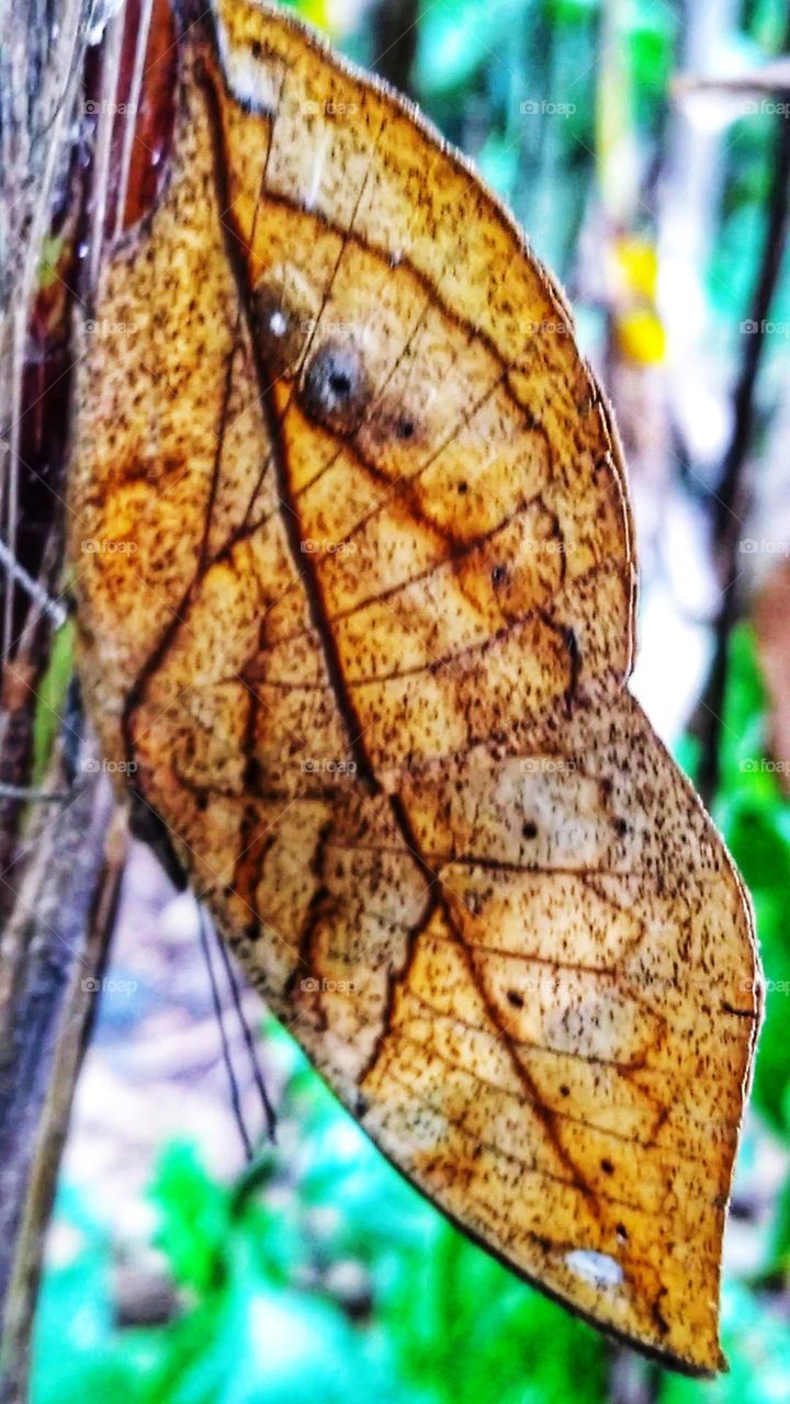 The leaf butterfly or oakleaf butterfly is a species of butterfly that has the ability to disguise like dry leaves