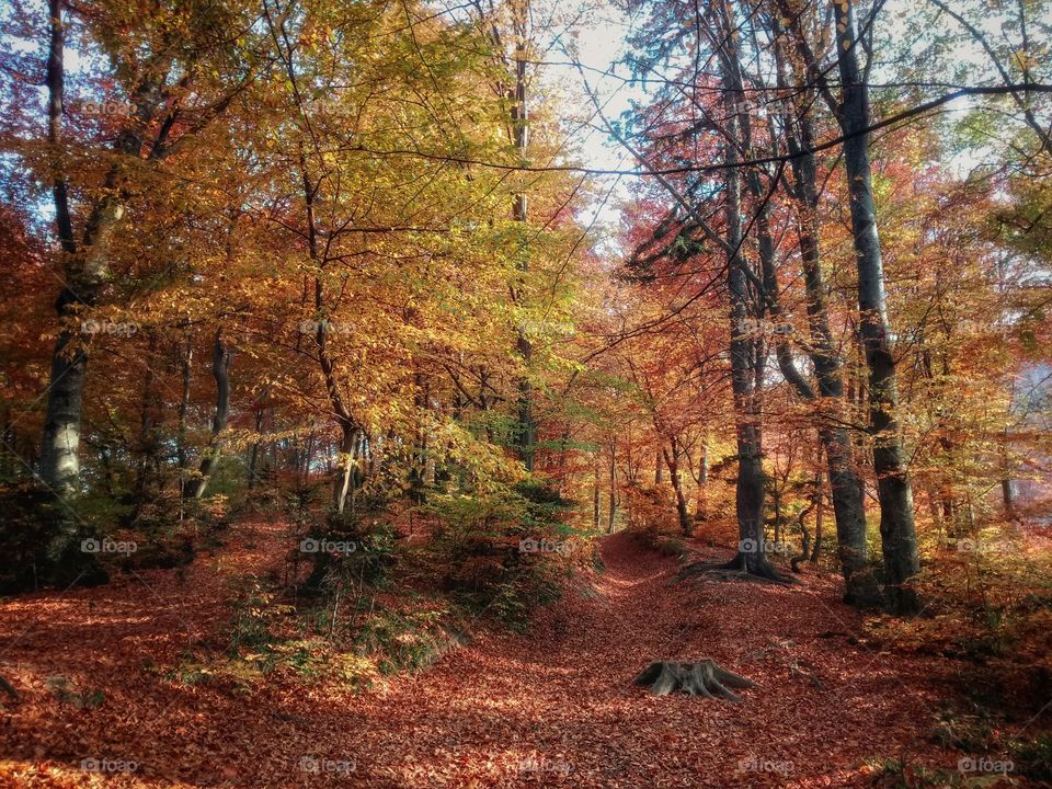 Brasov-Romania Colorful autumn trail in the forest