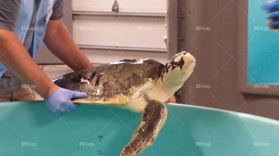 rehabilitating sea turtles