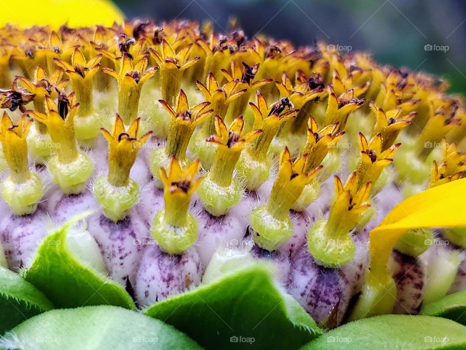 Close up sideview of the center of a sunflower