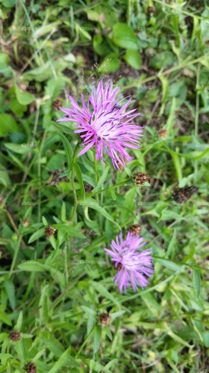 Brown Knapweed