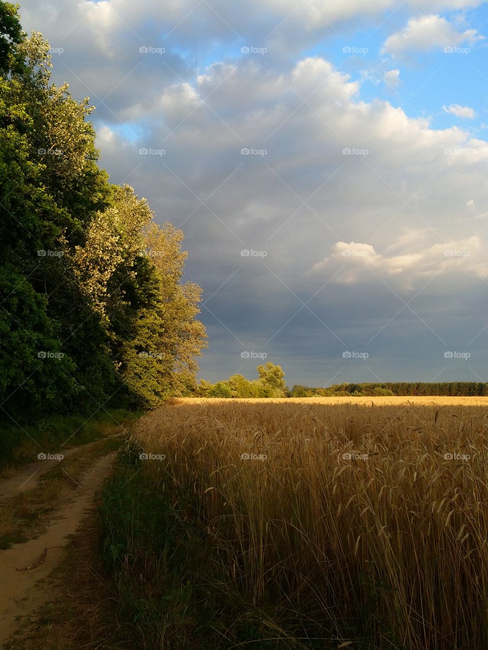 Landscape. Before rain