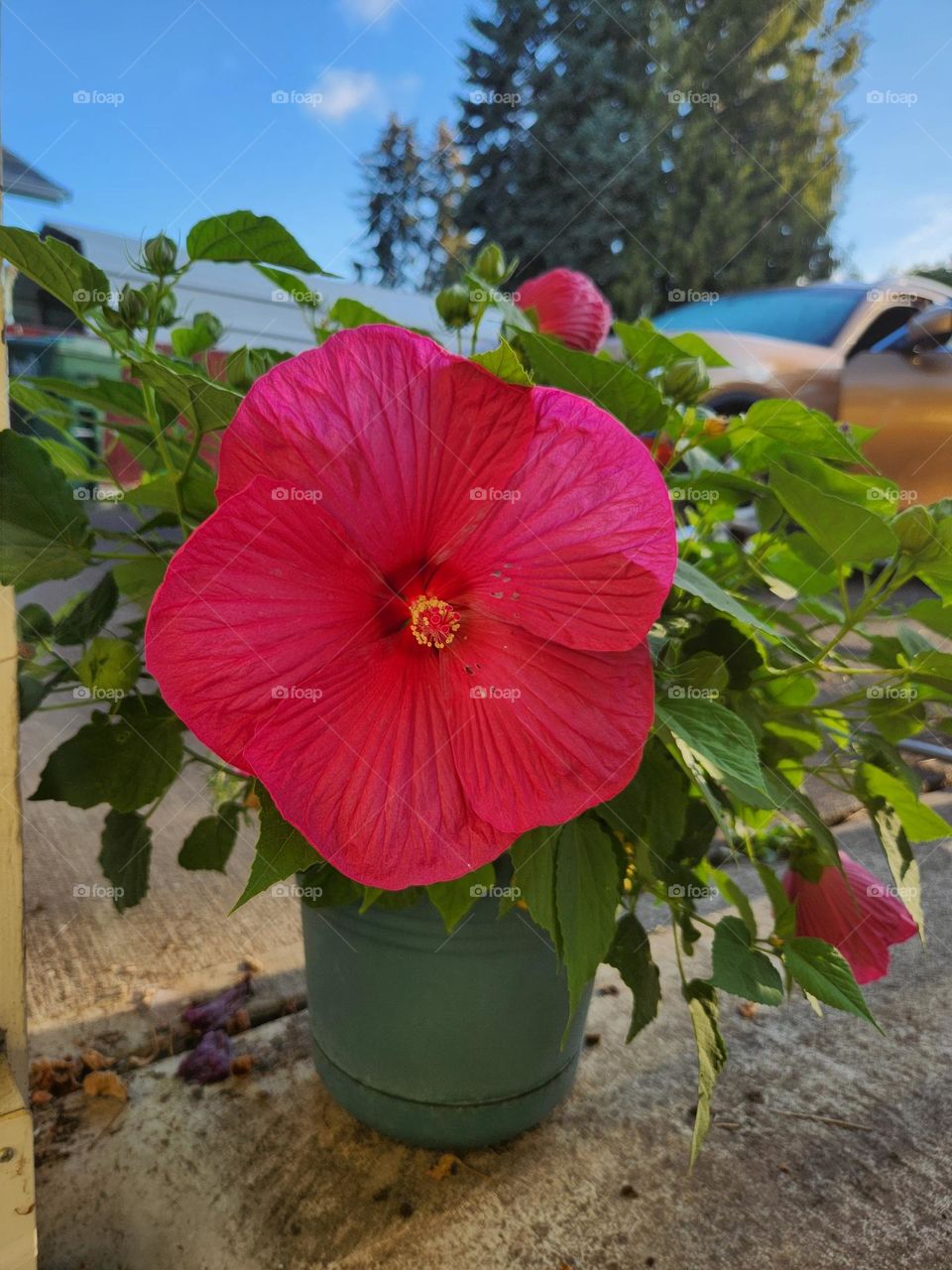 Hibiscus in Oregon. Pretty in pink. Organic beauty. Flowers in summer.