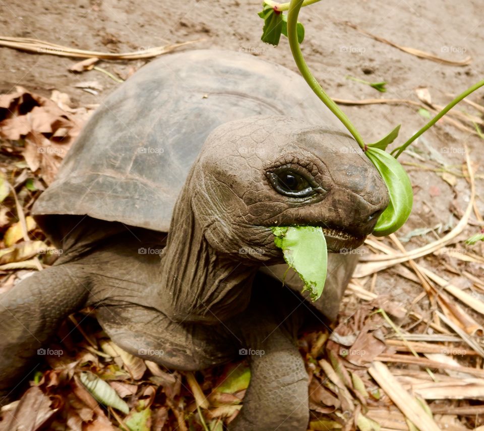 Turtle looking at camera while eating leaf.