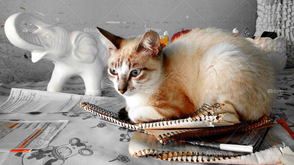 Elefante branco de louça/porcelana. Gato na mesa,  cima de cadernos velhos.