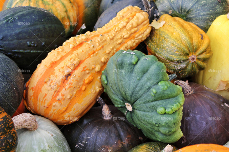 Pumpkin, Fall, Halloween, Thanksgiving, Squash Vine