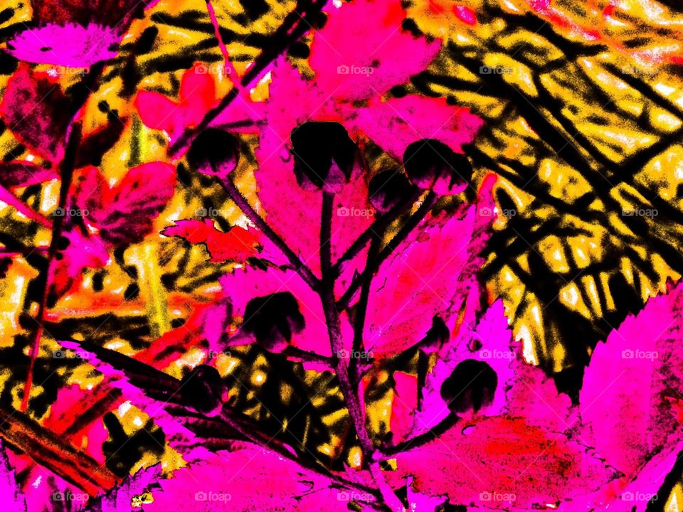 abstract flowers