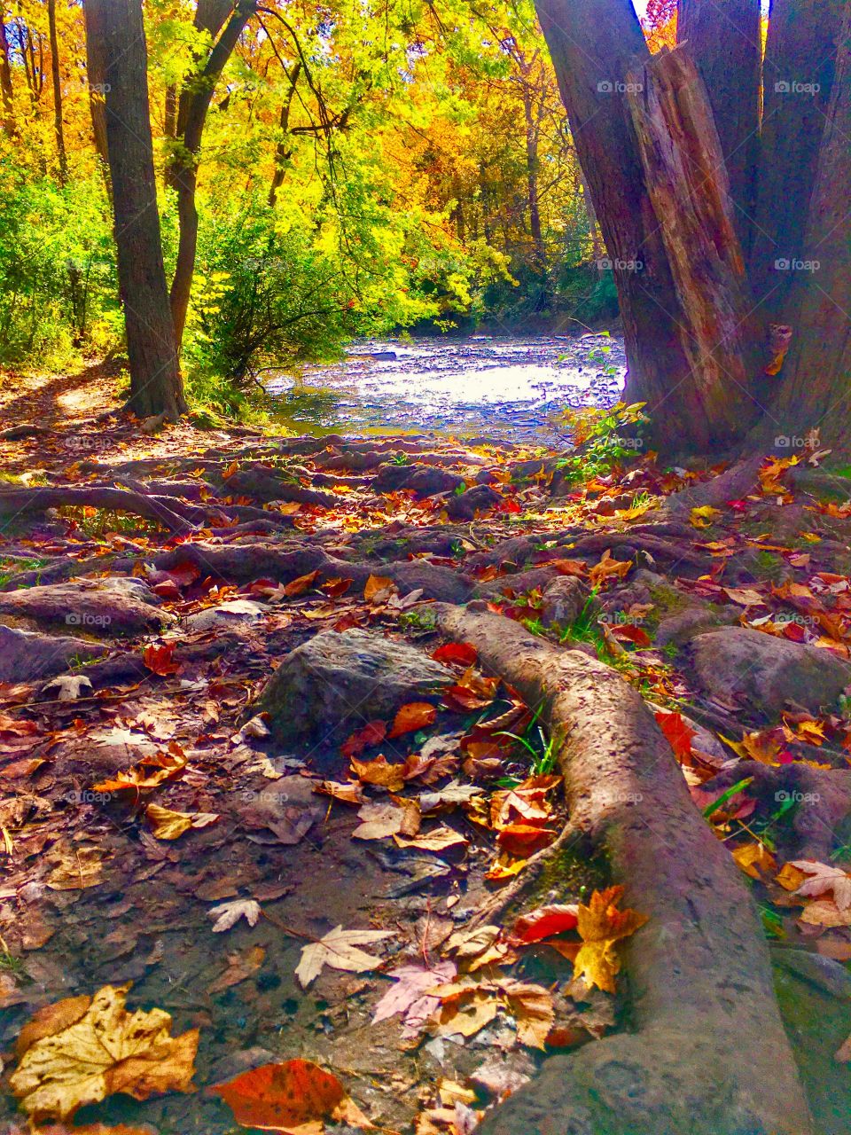 View of forest in autumn