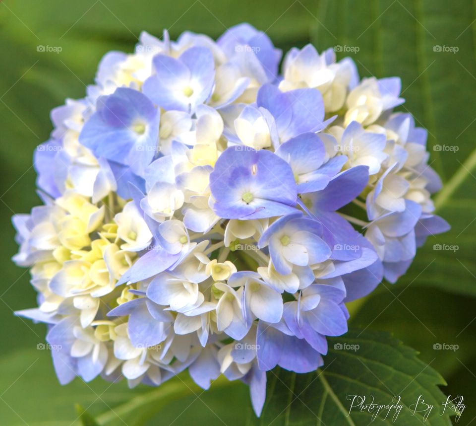 Hydrangea 
