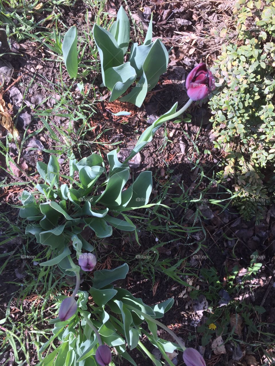 Stems of Tulips & Flowers