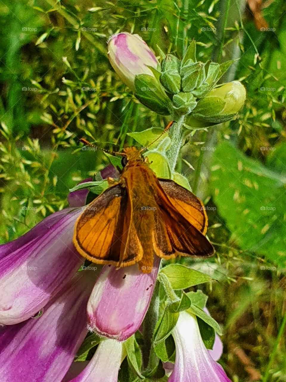 Butterfly, Schmetterling