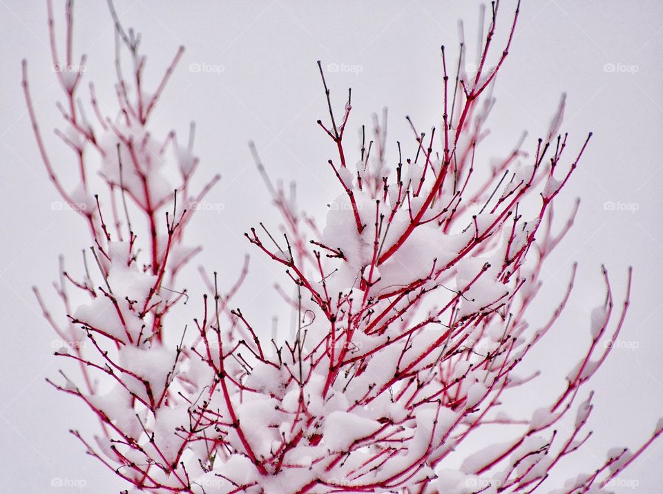Red branches in the snow