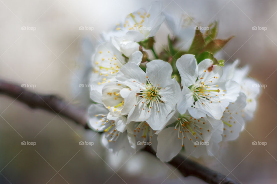 Beautiful view of branch with white blooming blossoms in the park