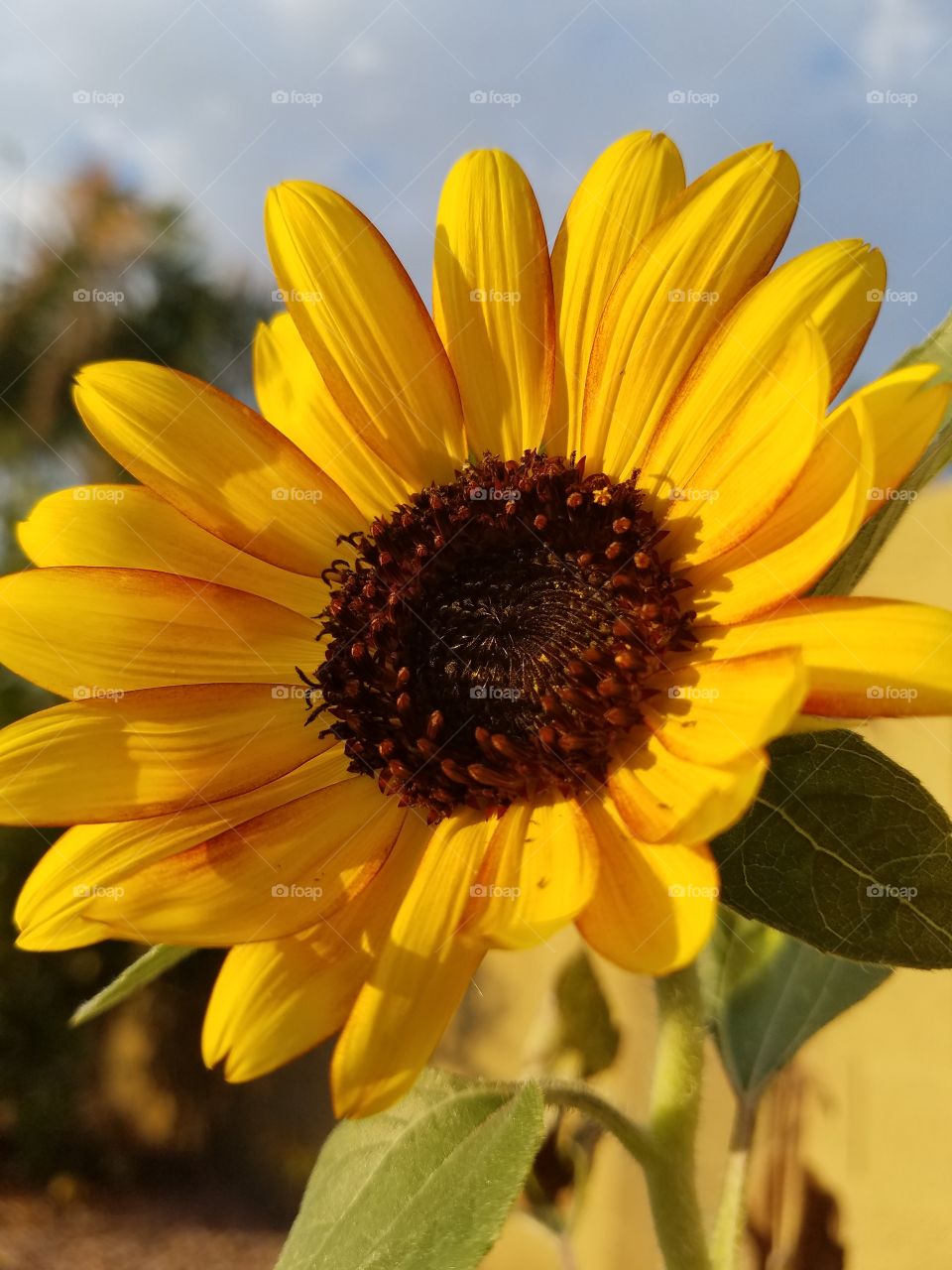 sunrise sunflower