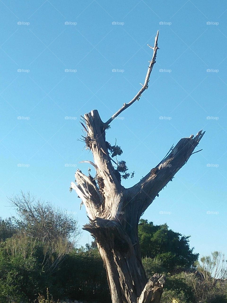 Tronc of a tree embraced blue sky at essaouira city in Morocco.