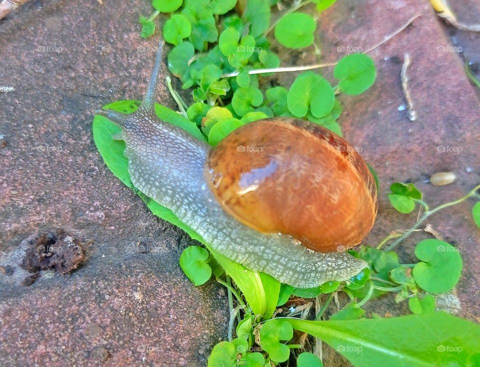 snail after the rain / caracol después de la lluvia