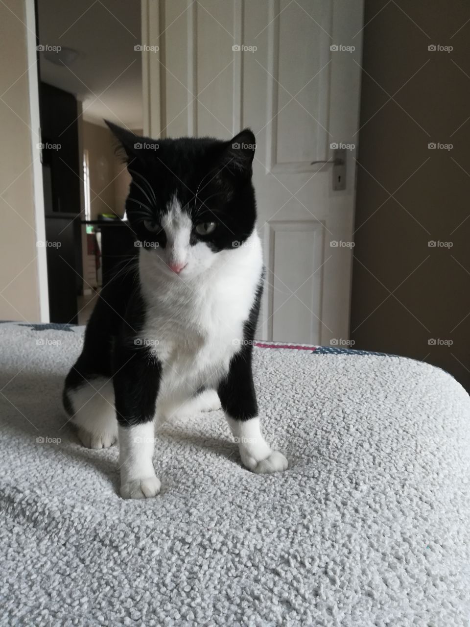 Cats can work out mathematically the exact place to sit that will cause most inconvenience.
Cat:"Just minding my own business over here"