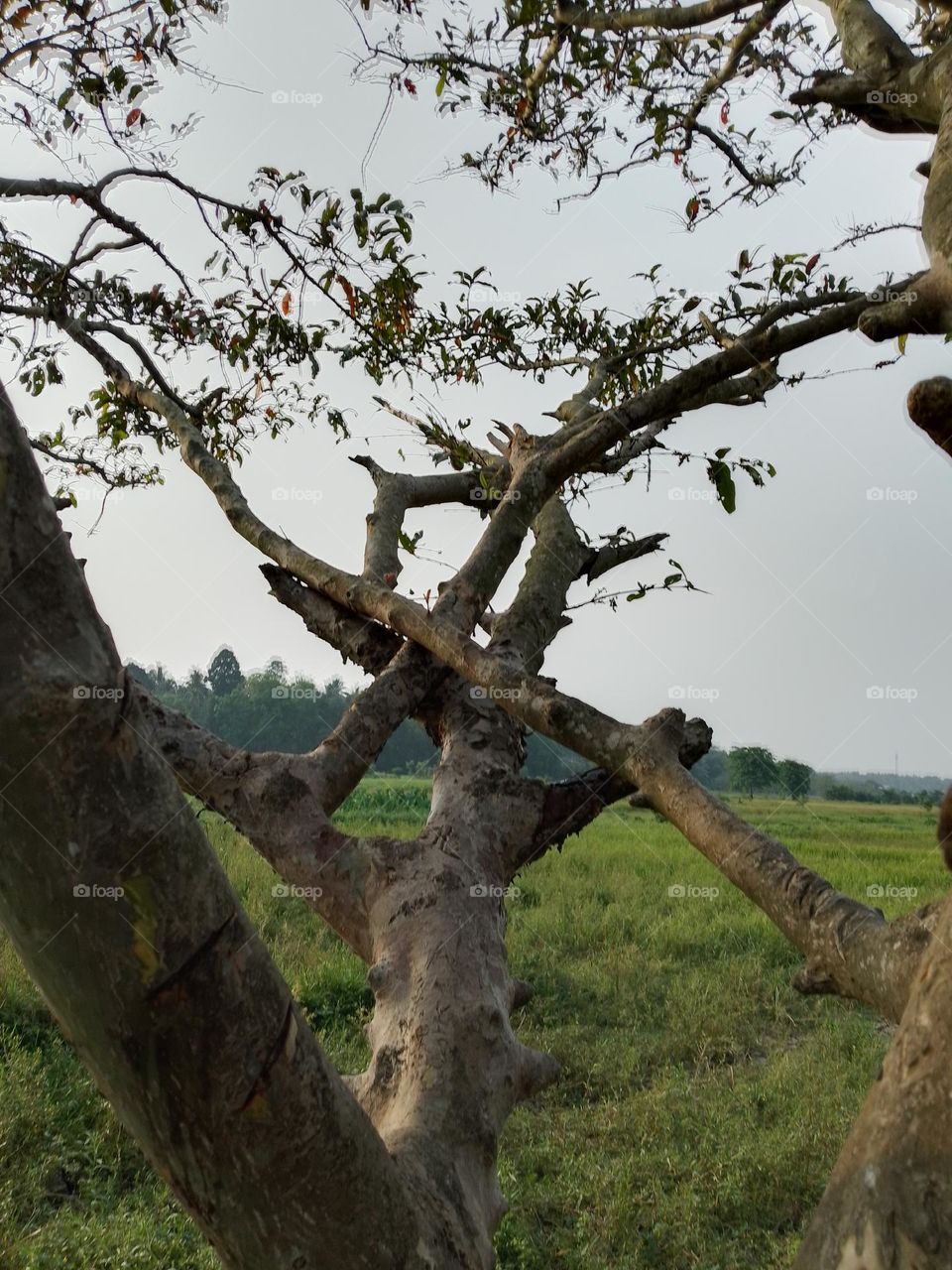 A beautiful natural view