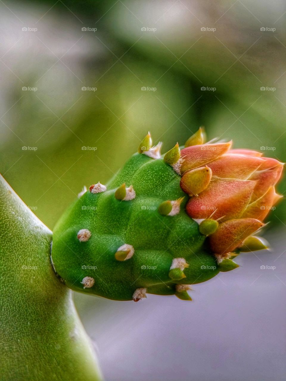 Close view of the cactus flower bud.