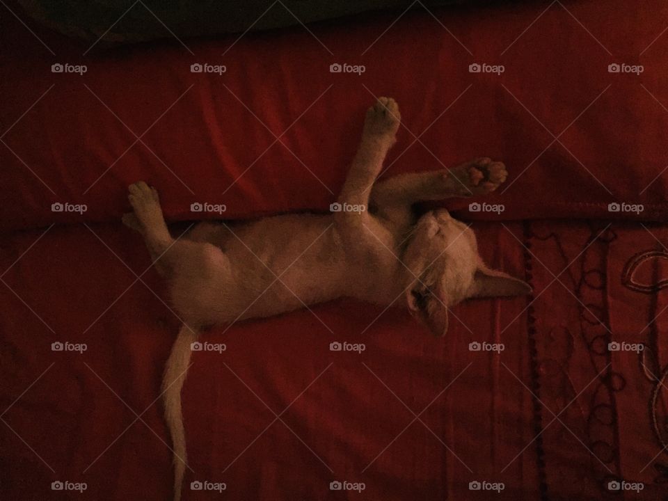 My little white kitten while sleeping peacefully 