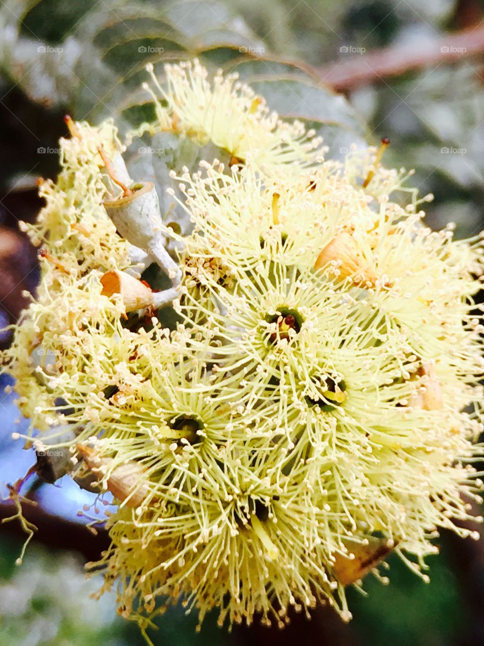 Closeup tropical flower