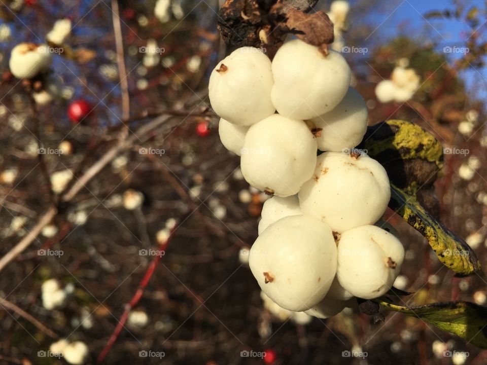 Close-up of fresh white common snowberries