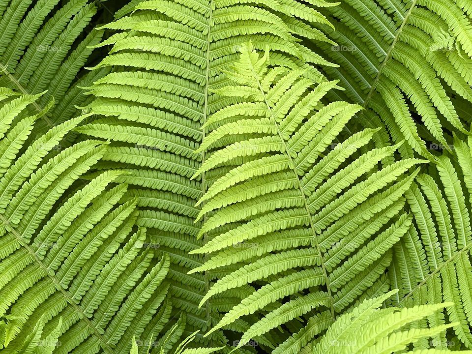 Fern leaves close up, green leaves, green color background, natural background, green leaves background 