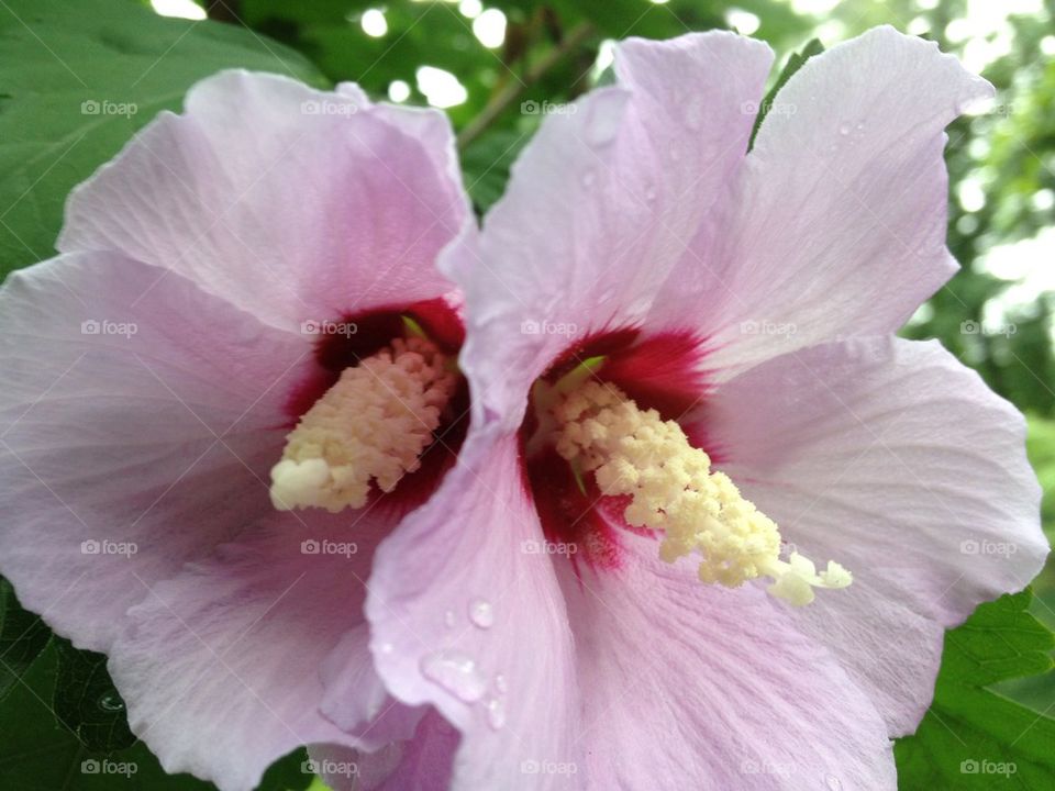 Dueling hibiscus