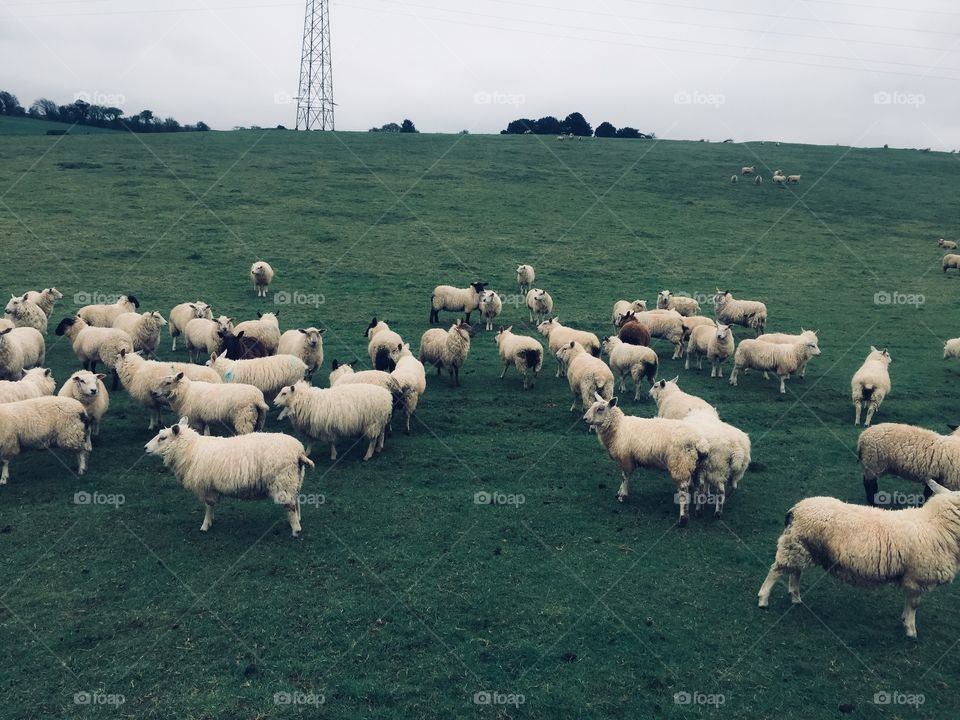 A flock of sheep 