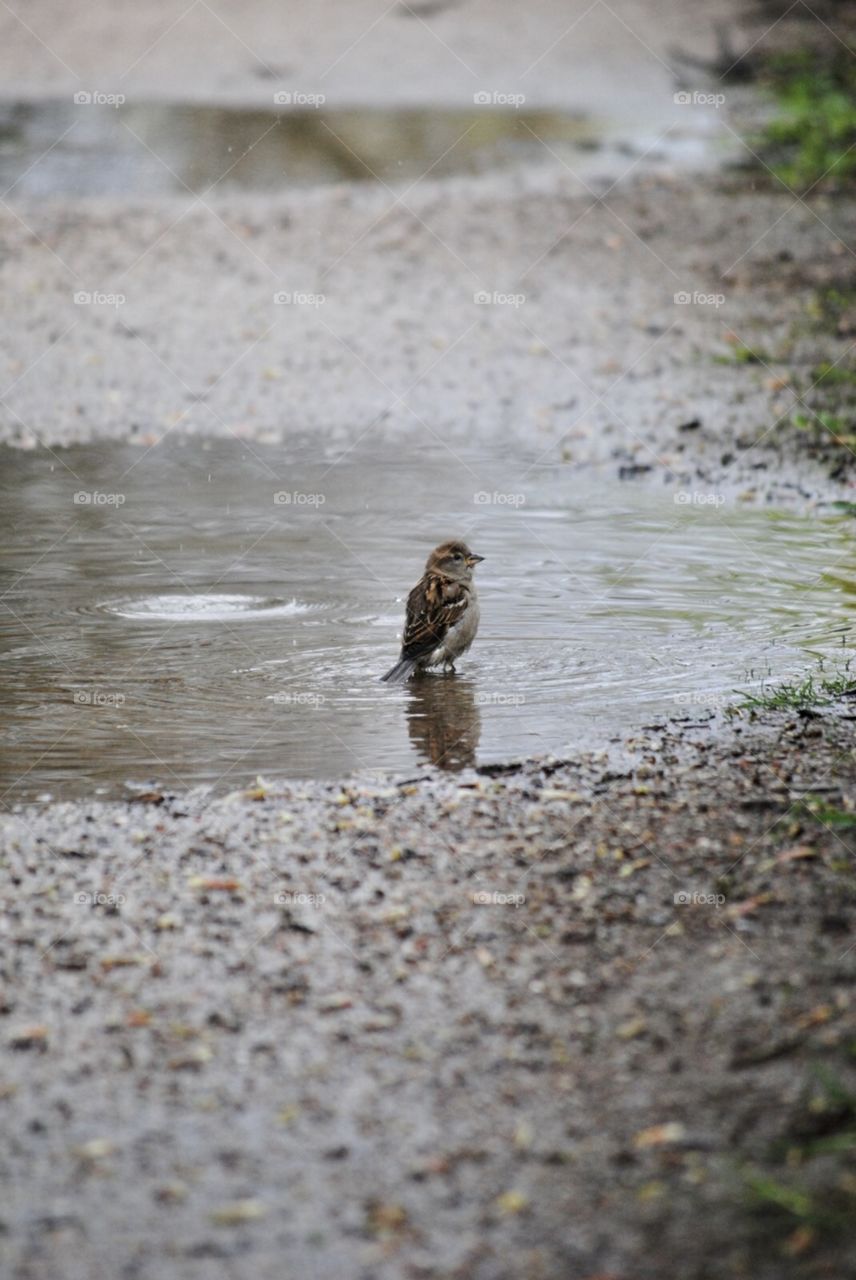 Sparrow in the puddle