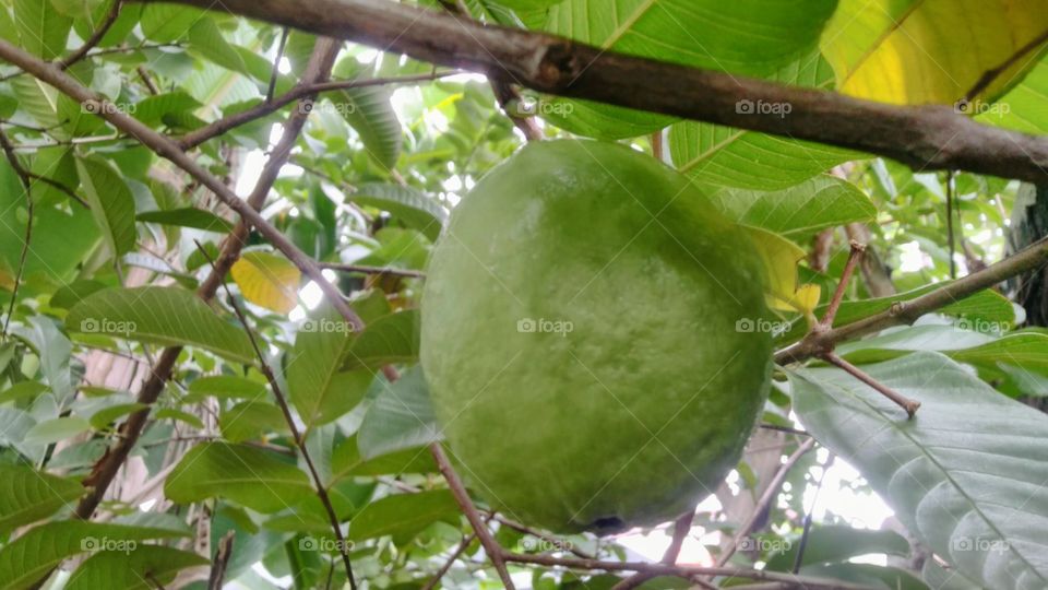 Water guava fruit