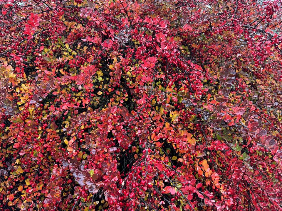 Autumn colors on the red bushes