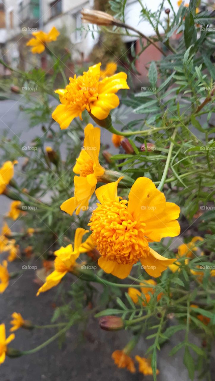 чорнобривці