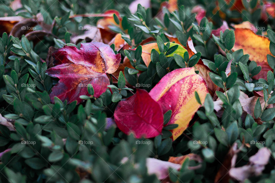 pretty fall leaves in a bush