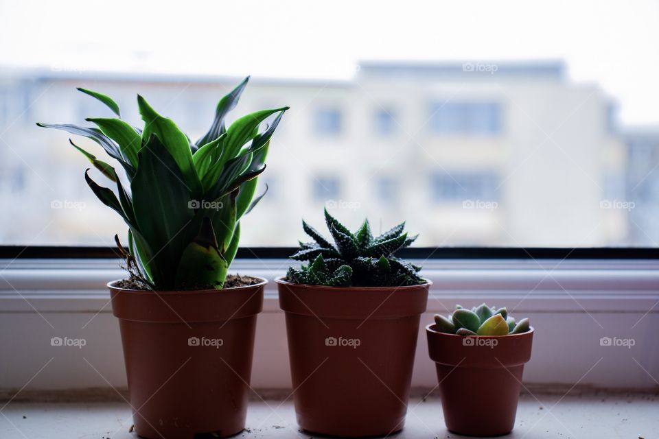 Baby Plants