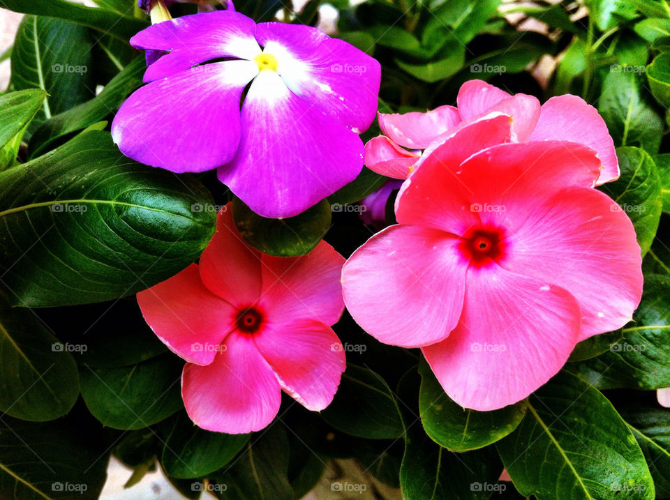 flowers garden pink flower by carinafox5