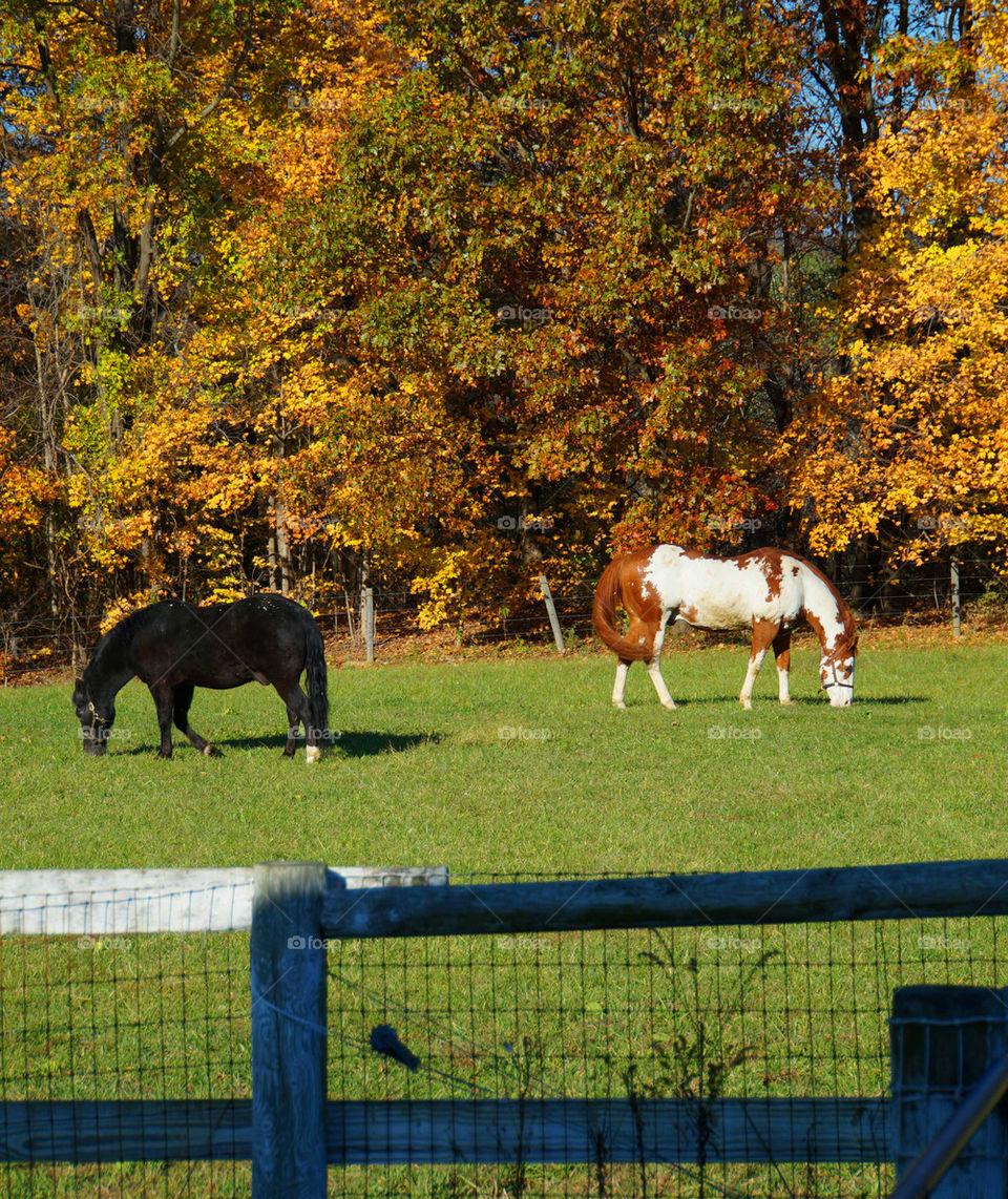 Ohio Pasture