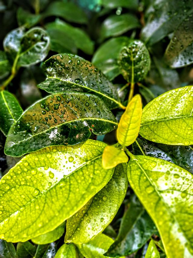 a leaf, a breath, a life