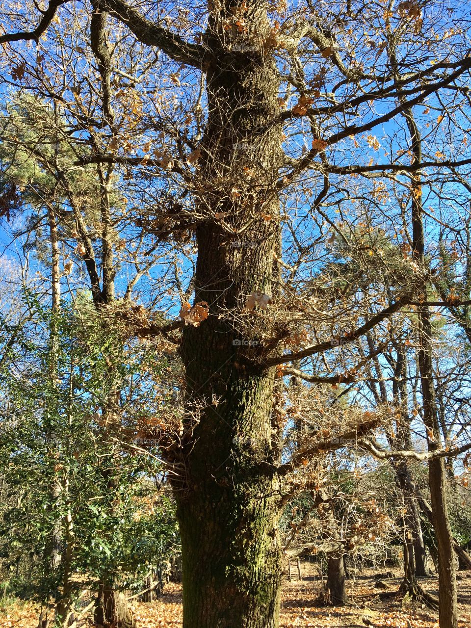 Pedinculate oak in Regionale Park Spina Verde