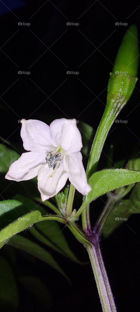 White flower at night