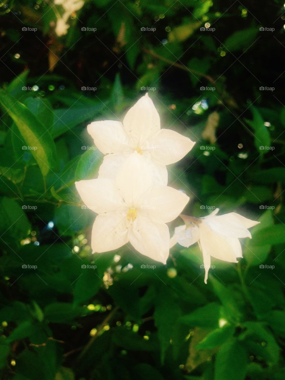 Jasmine flowers 